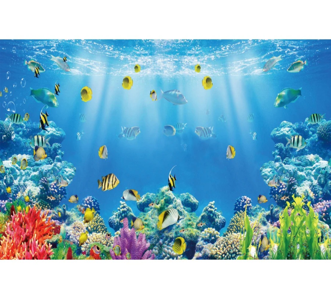 Latar Belakang Fotografi Tema  - Aquarium Fish Of The World ulasan dan harga