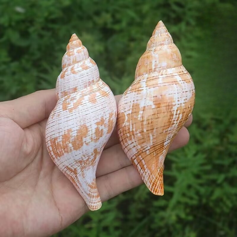 Dekorasi dan Lanskap Akuarium  - Aquarium Fish Popular ulasan dan harga
