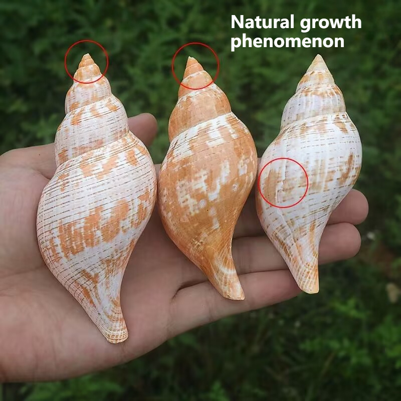 Dekorasi dan Lanskap Akuarium  - Aquarium Fish Popular ulasan dan harga