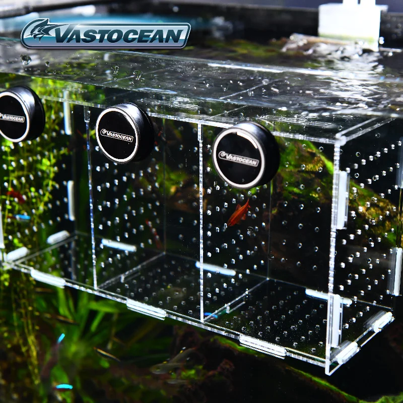 Tangki Ikan VASTOCEAN Kotak Is - Box Fish In Aquarium ulasan dan harga