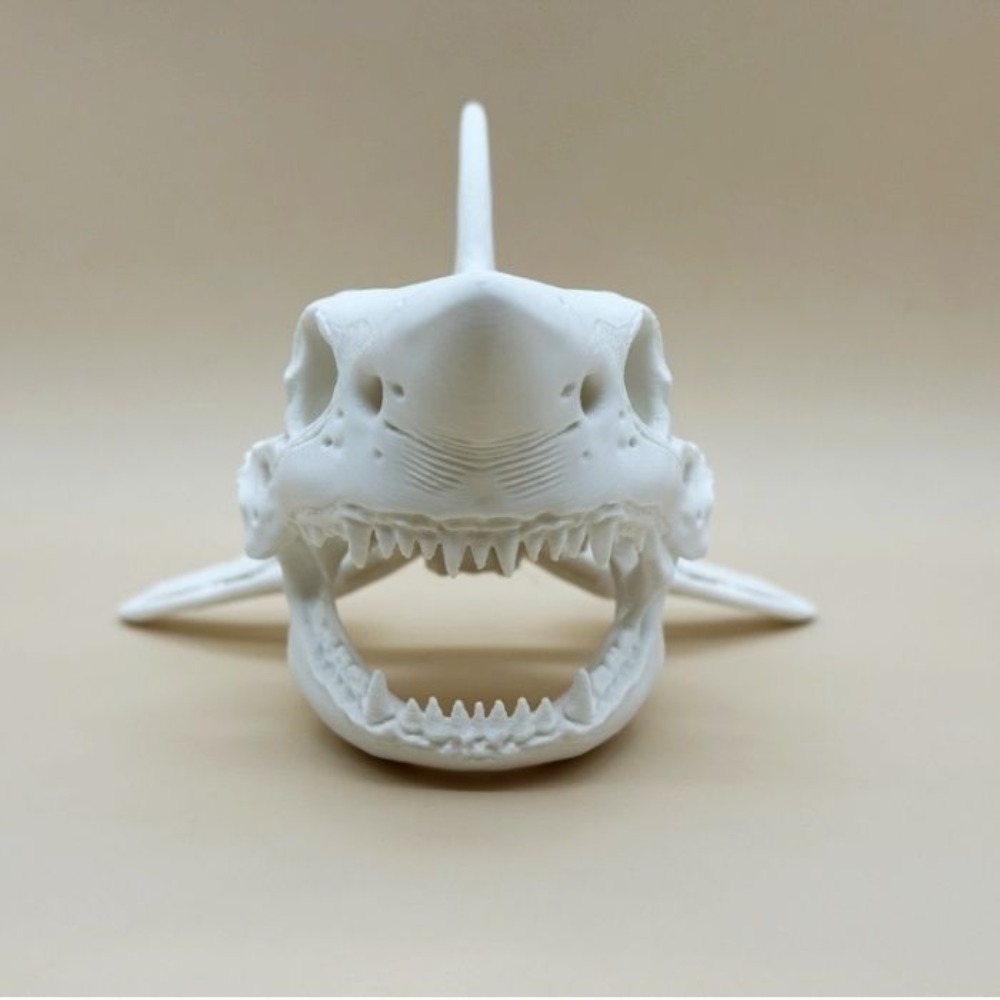 Perlengkapan Cosplay Kerangka  - Aquarium Fish Shark ulasan dan harga
