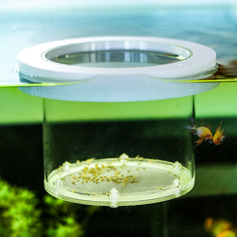 Kotak Isolasi Pengembangbiakan - Box Fish In Aquarium ulasan dan harga