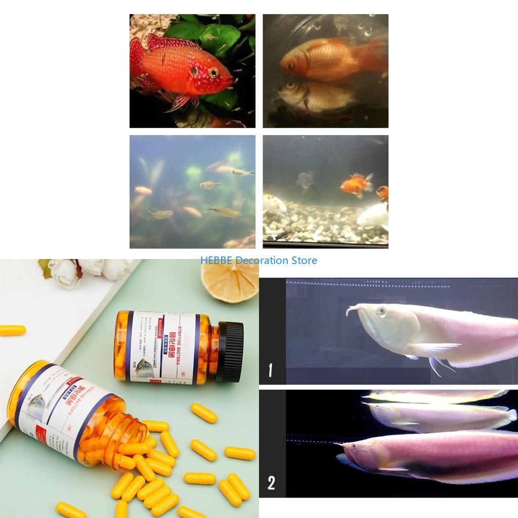 B0kc 30/80 PCS Kapsul bakteri  - Aquarium Fish Medicine ulasan dan harga