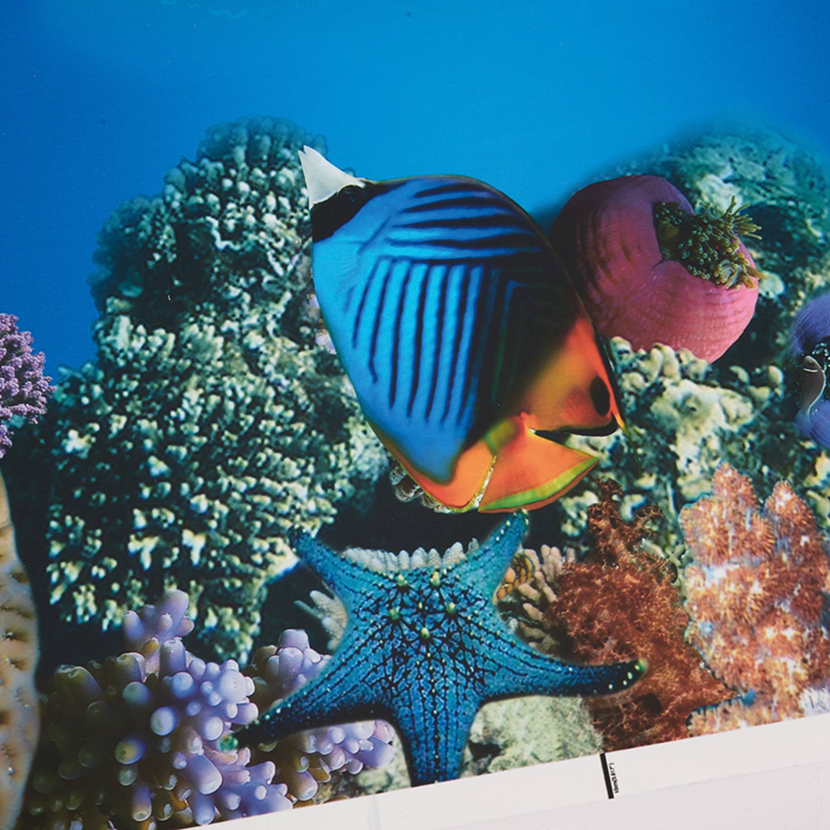 A77I Kertas Latar Belakang Aku - Aquarium Fish Wallpaper Hd ulasan dan harga