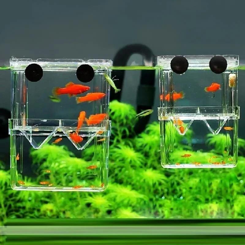 Kotak Isolasi Pembiakan Jernih - Aquarium Fish Medicine ulasan dan harga