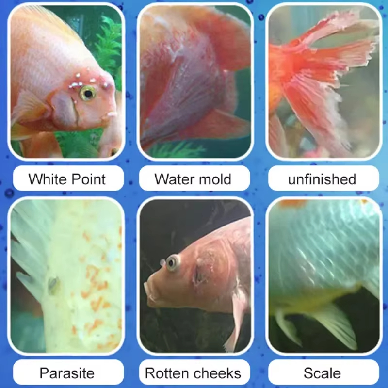 Perawatan Penyakit Ikan SIKEZH - Aquarium Fish Medicine ulasan dan harga