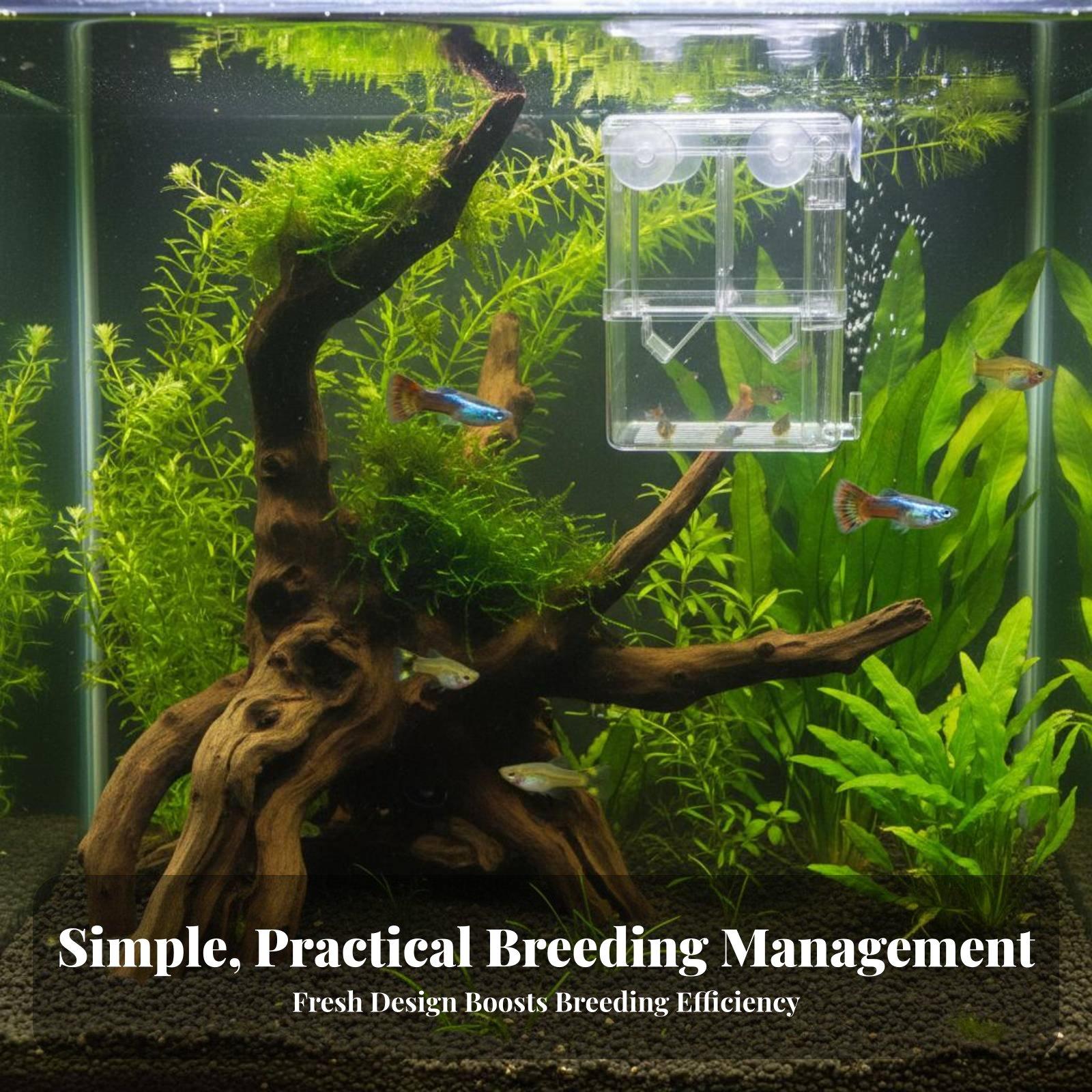 Kotak Penetasan Transparan Pem - Box Fish In Aquarium ulasan dan harga