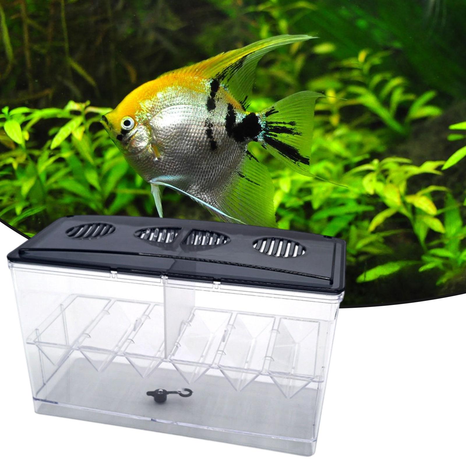 Kotak Isolasi Pembiakan Ikan M - Box Fish In Aquarium ulasan dan harga