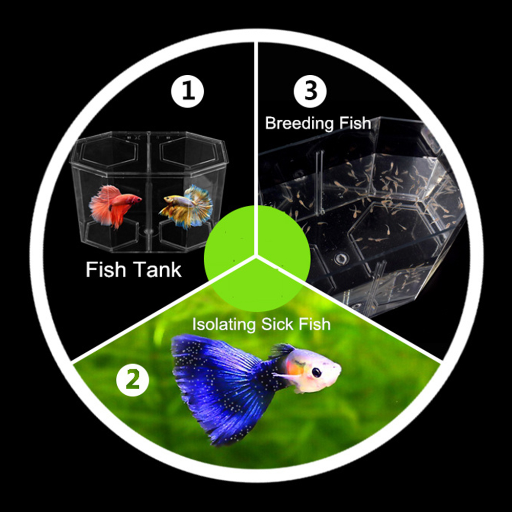 Tangki ikan cuppy Akuarium Dua - Aquarium Fish Medicine ulasan dan harga
