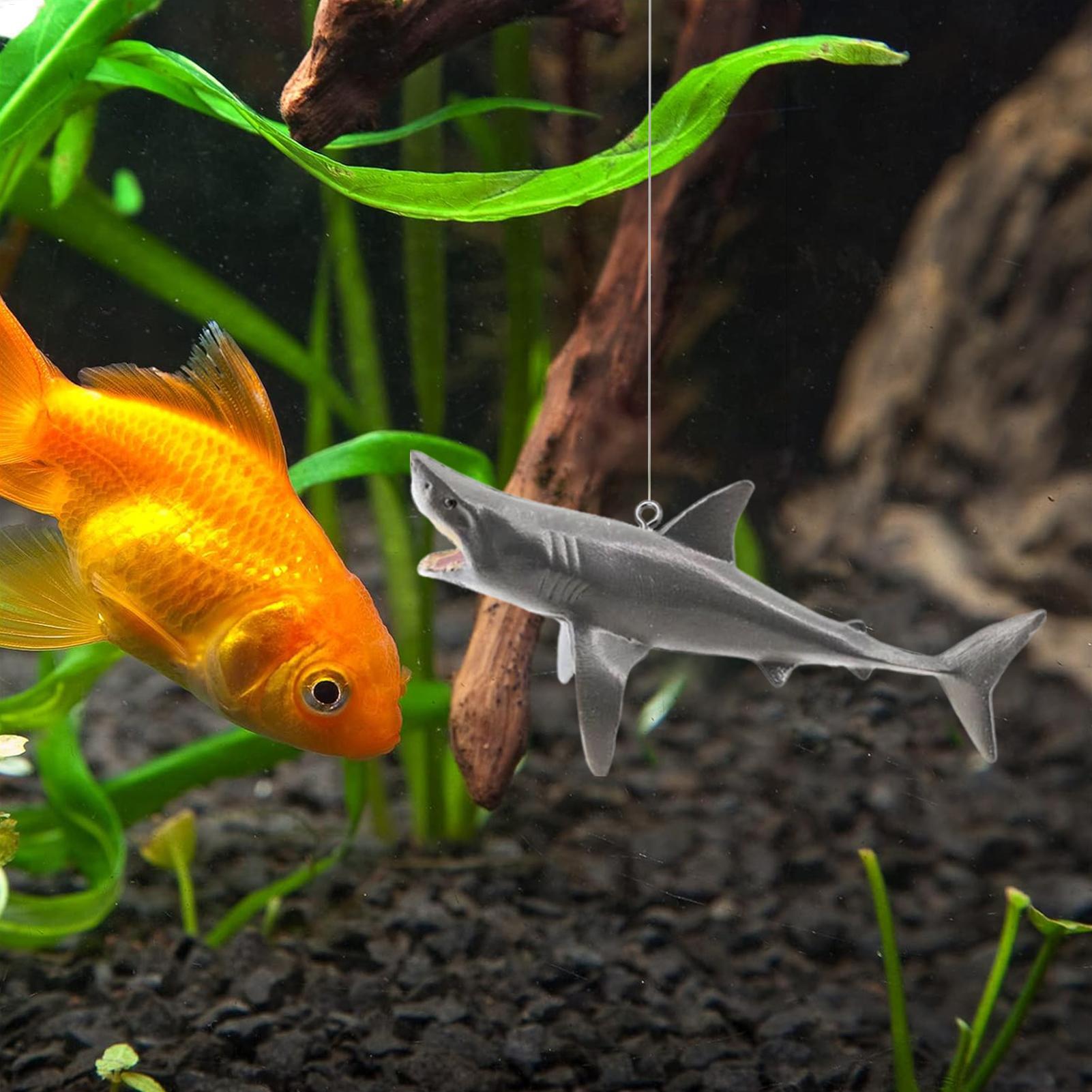 Dekorasi Lanskap Akuarium Hiu  - Aquarium Fish Shark ulasan dan harga