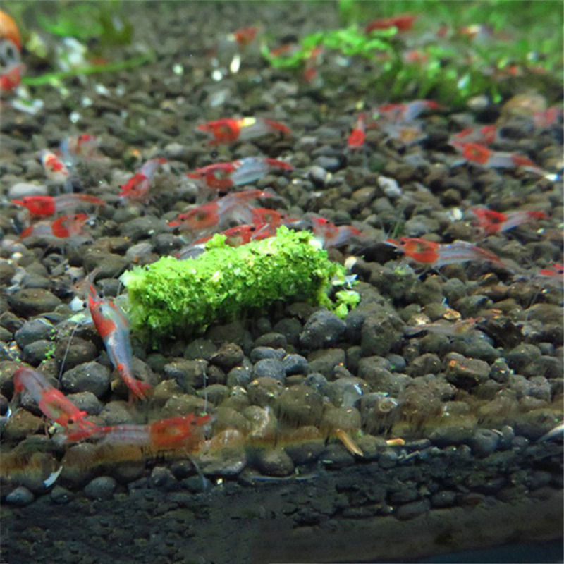 BARU 1 Kantong 35g Makanan Uda - Aquarium Fish Holiday Food ulasan dan harga
