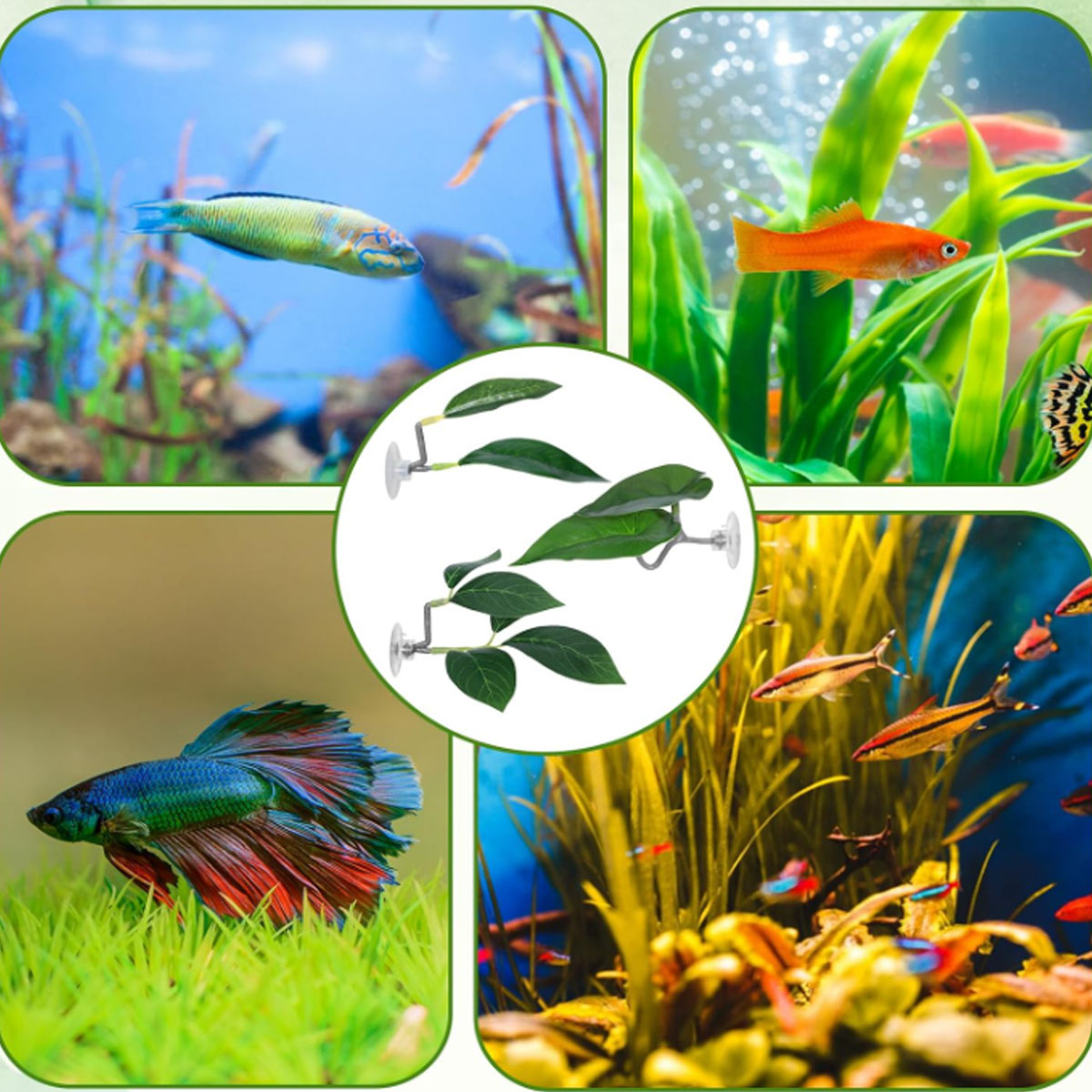 1 Buah Tempat Tidur Ikan Betta - Aquarium Fish Photography ulasan dan harga