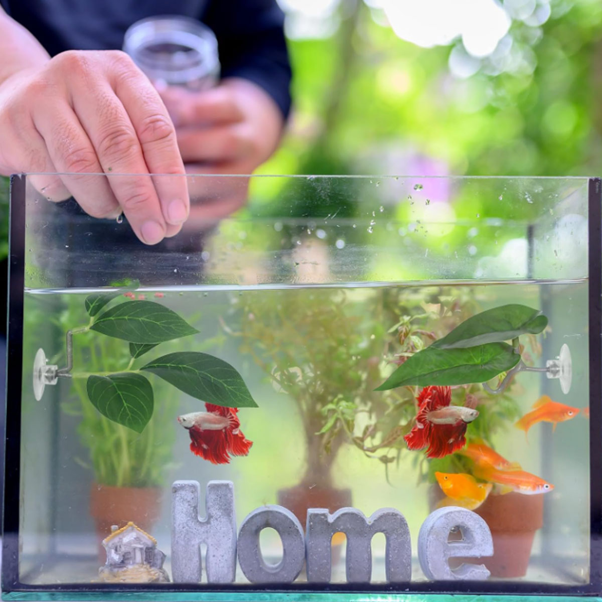 1 Buah Tempat Tidur Ikan Betta - Aquarium Fish Photography ulasan dan harga