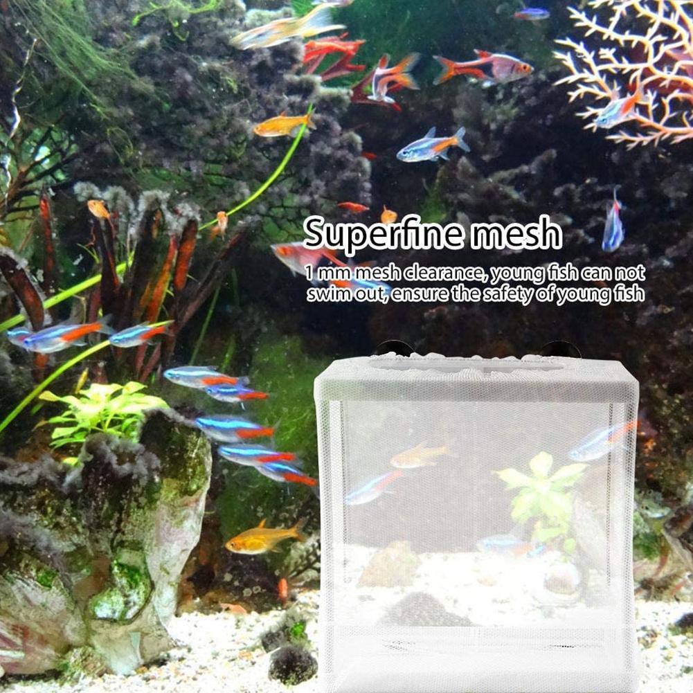 Kotak Isolasi Hatchery untuk A - Aquarium Fish Trap ulasan dan harga