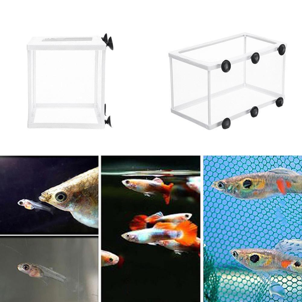 Kotak Isolasi Hatchery untuk A - Aquarium Fish Trap ulasan dan harga