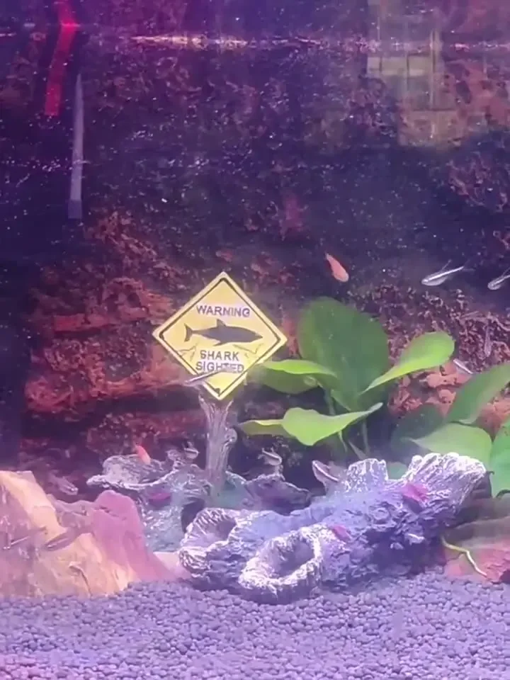 Ornamen Dekoratif Akuarium Res - Aquarium Fish Shark ulasan dan harga